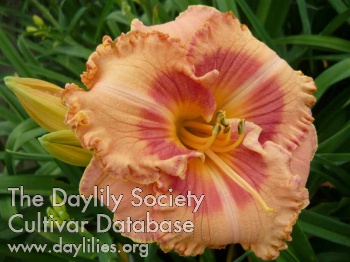 Daylily Sudetic Dream